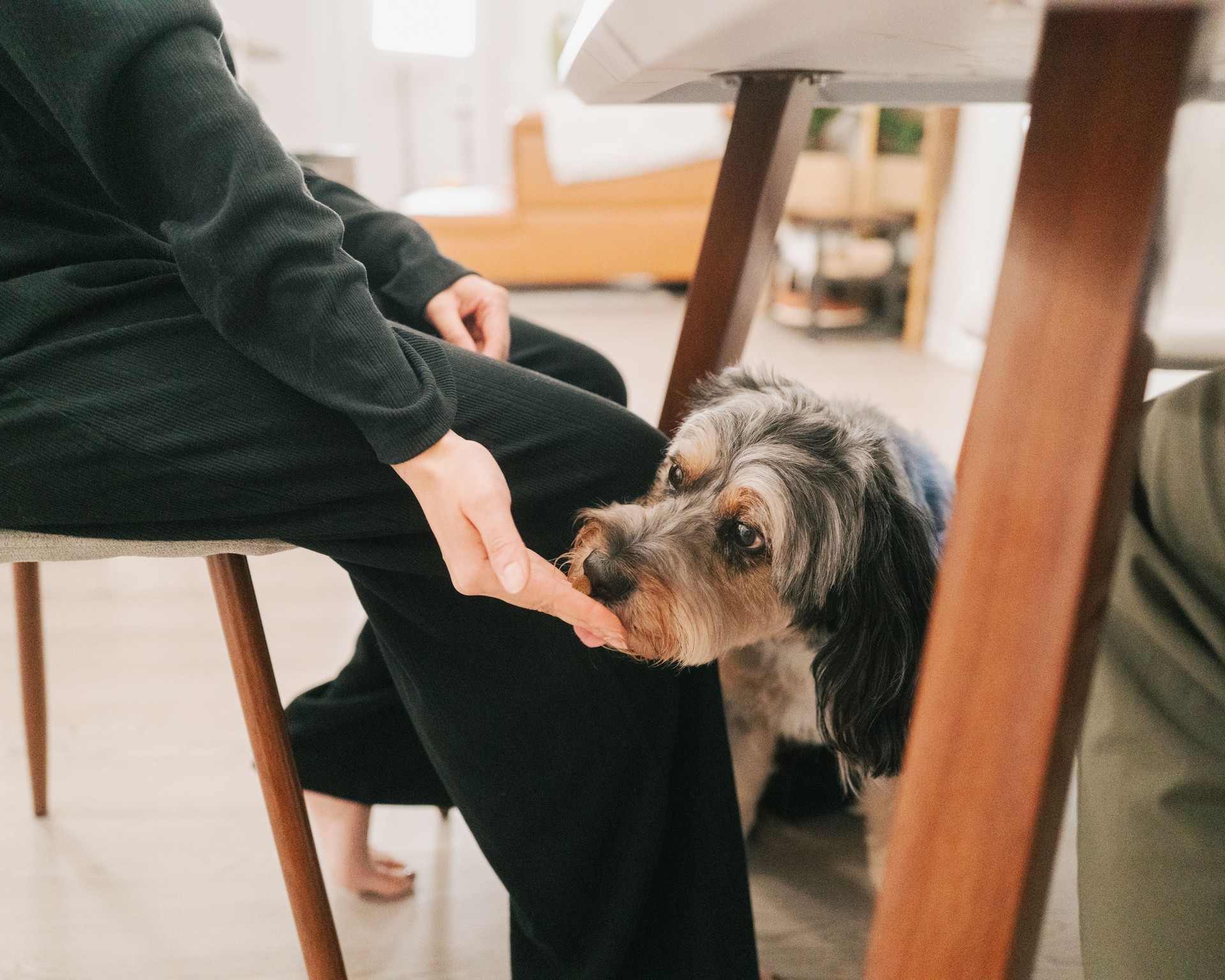 Feeding Dog Under the Table - Close Up - Human Food - Australian Shepherd